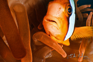 Anemone Fish by Julian Cohen 